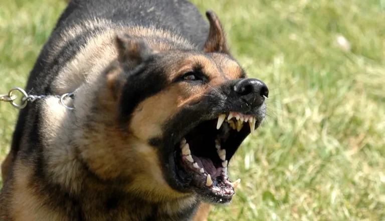 Un chien "rage" affecte un enfant dans les étourdissements de Shuaib à Marrakech et soulève les craintes de la propagation de la rage