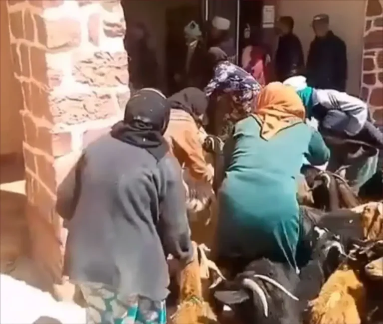 Un incident «étrange» dans Taling. Les citoyens protestent contre l'entrée du bétail dans le siège du groupe