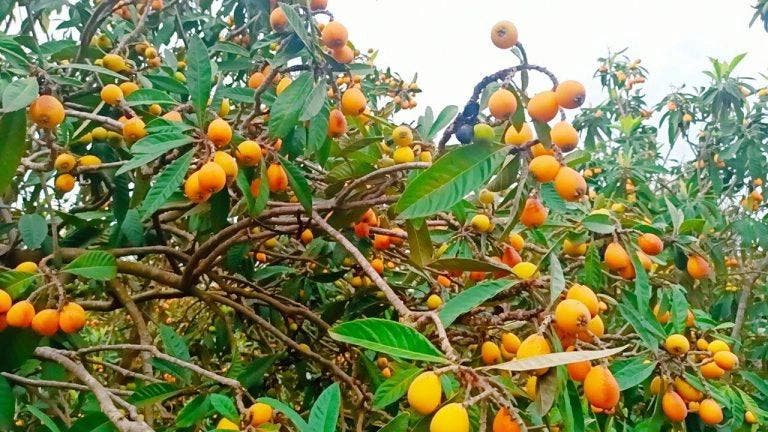La plaisanterie provoque le bruit à Nador ... un fruit populaire qui se transforme en luxe saisonnier 1 المزاح يثير الضجة في الناظور.. فاكهة شعبية تتحول إلى ترف موسمي