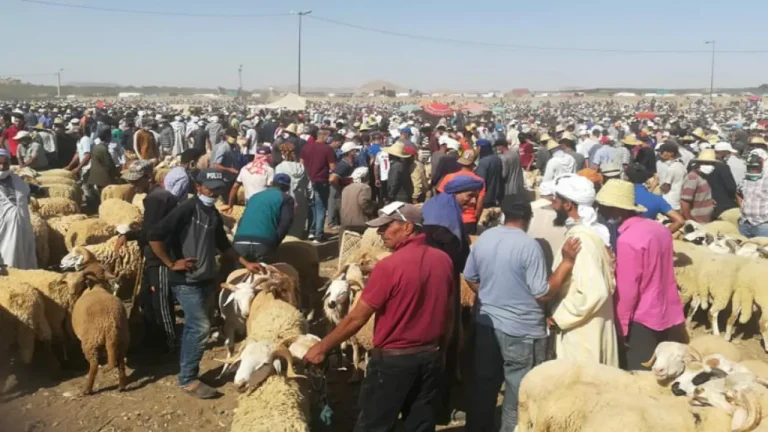 Les autorités Safi empêchent "Al -Kasaba" d'entrer et de vendre du bétail sur le marché de Juma Sahim
