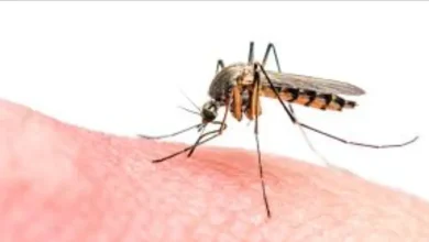 Les moustiques envahissent Al -Hoceima au milieu du silence des autorités compétentes