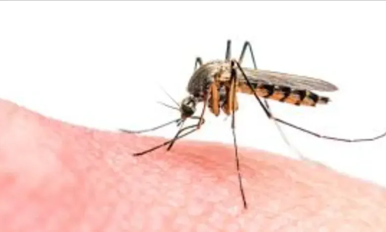 Les moustiques envahissent Al -Hoceima au milieu du silence des autorités compétentes 1 Les moustiques envahissent Al -Hoceima au milieu du silence des autorités compétentes