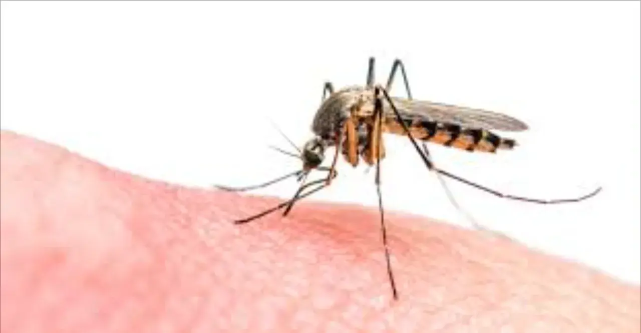 Les moustiques envahissent Al -Hoceima au milieu du silence des autorités compétentes
