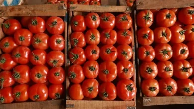 Un boom des exportations de tomates marocaines vers la Norvège