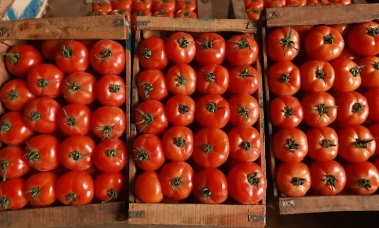 Un boom des exportations de tomates marocaines vers la Norvège 1 Un boom des exportations de tomates marocaines vers la Norvège