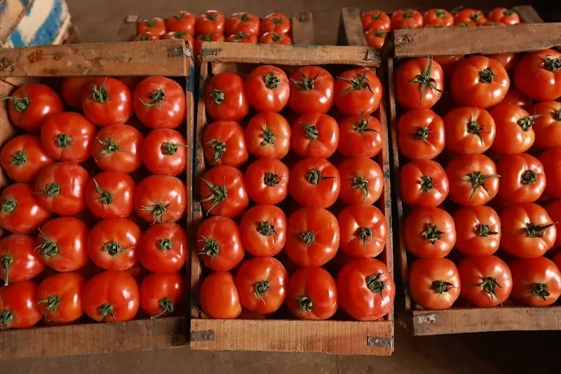 Un boom des exportations de tomates marocaines vers la Norvège