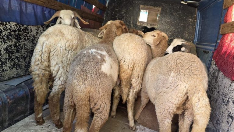 Marrakech Security arrête un camion chargé de plus de 70 moutons