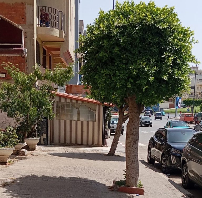 Tanger .. Un café occupe le domaine public de Yaqoub Al -Mansour Street