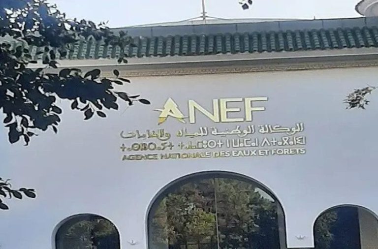 Tanger .. La National Water and Forest Agency nie la détection illégale des arbres de la forêt de la tour