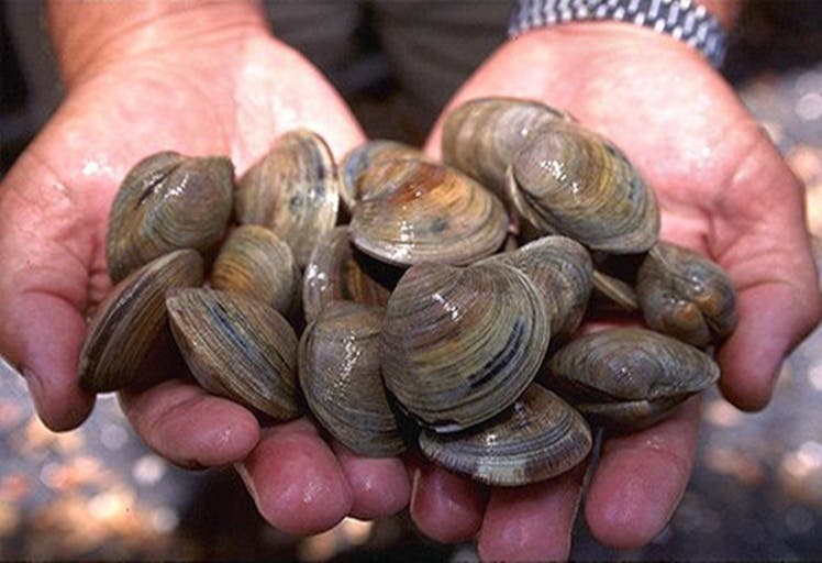 Relance exceptionnelle des débarquements de coquillages sur le littoral méditerranéen