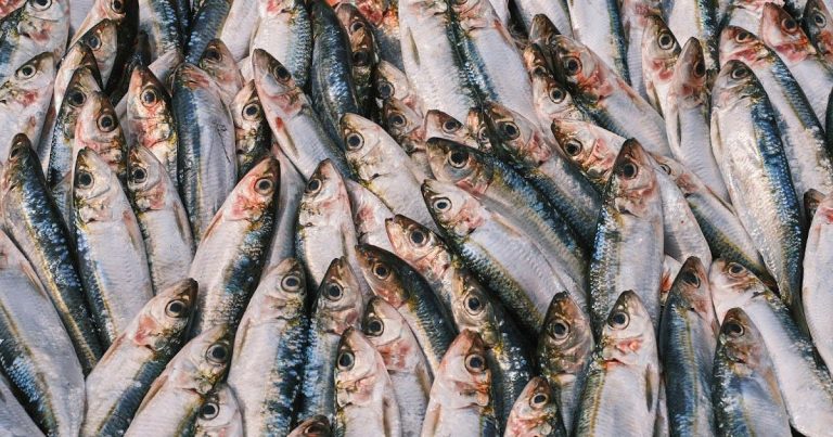 Saisie de 26 tonnes de sardines non conformes aux normes commerciales au port de Laâyoune