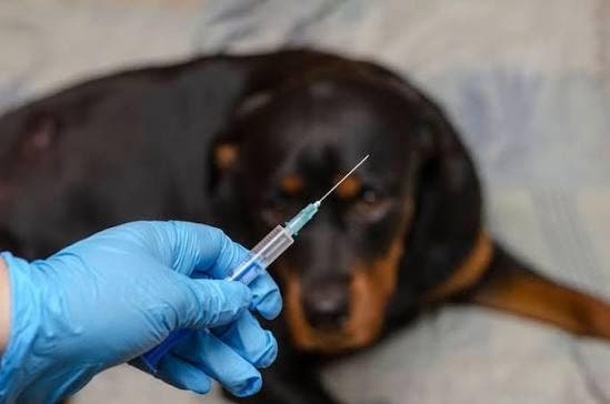 Nador.. La pénurie de vaccin contre la rage à l'hôpital d'Al Arwi menace la vie des citoyens