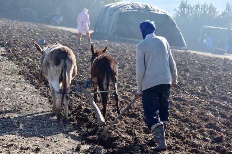 La sécheresse aggrave la crise des agriculteurs dans la région de Fès-Meknès