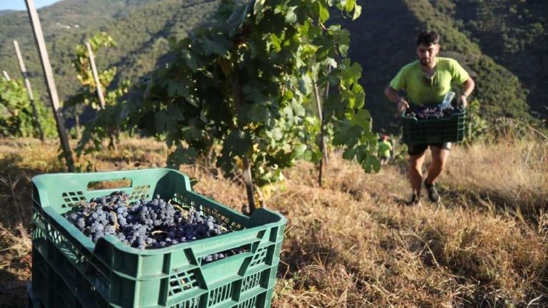Les importations marocaines de produits agricoles espagnols réfutent les "enchères politiques" des agriculteurs andalous