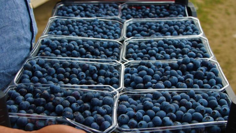 Le secteur marocain des myrtilles poursuit sa croissance pendant la nouvelle saison agricole