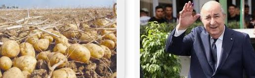 Algérie: quand la pomme de terre fait l'actualité et mène à la prison