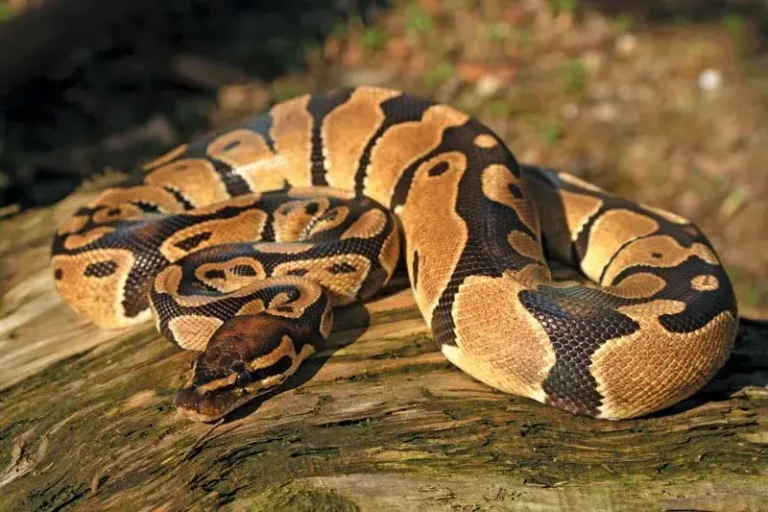 Démantèlement d'un réseau dangereux de trafic illégal d'animaux protégés à Sidi Bouknadel