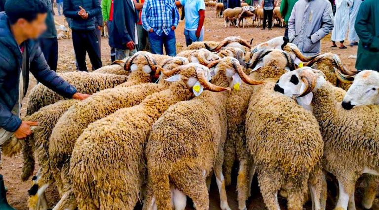 Marché aux bestiaux de Settat... éleveurs et professionnels à la merci des voleurs