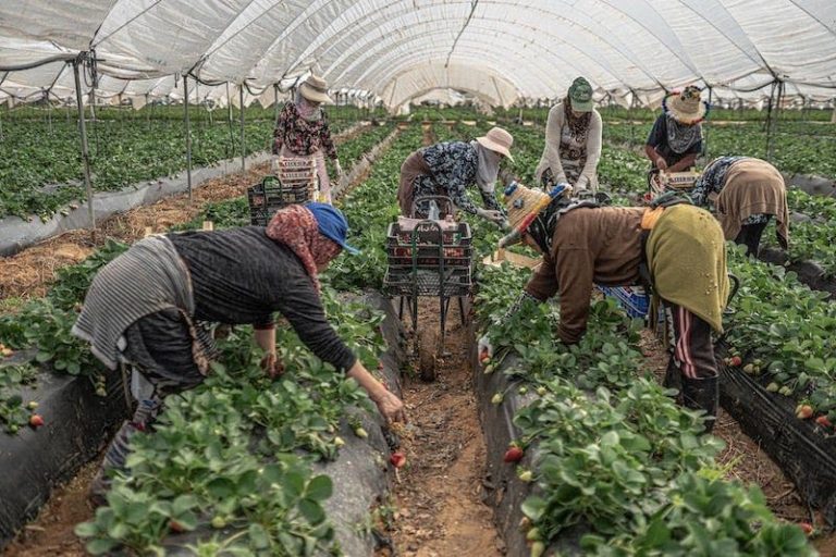 Meurtre d'une travailleuse marocaine dans les fermes de fraises en Espagne par un immigré africain