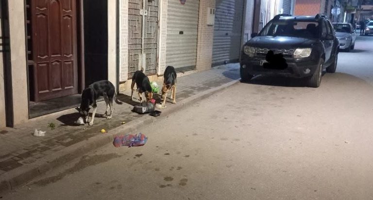 Al Hoceima.. Propagation inquiétante des chiens errants suscite l'inquiétude des habitants