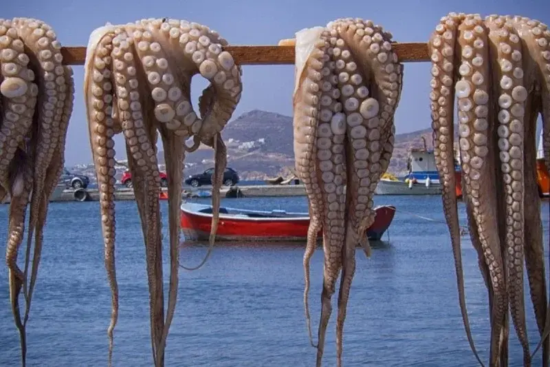 Vaste opération de sécurité à Dakhla déjoue des tentatives de pêche illégale de poulpe