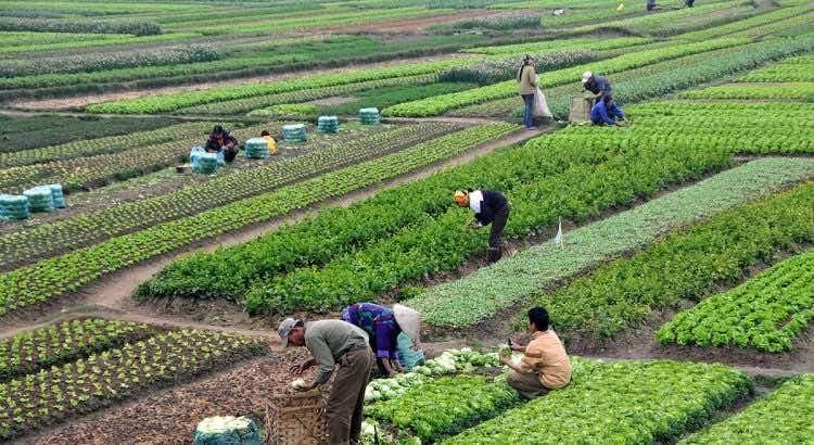 Maroc et Inde : un partenariat agricole prometteur pour renforcer la coopération et l'échange d'expertises