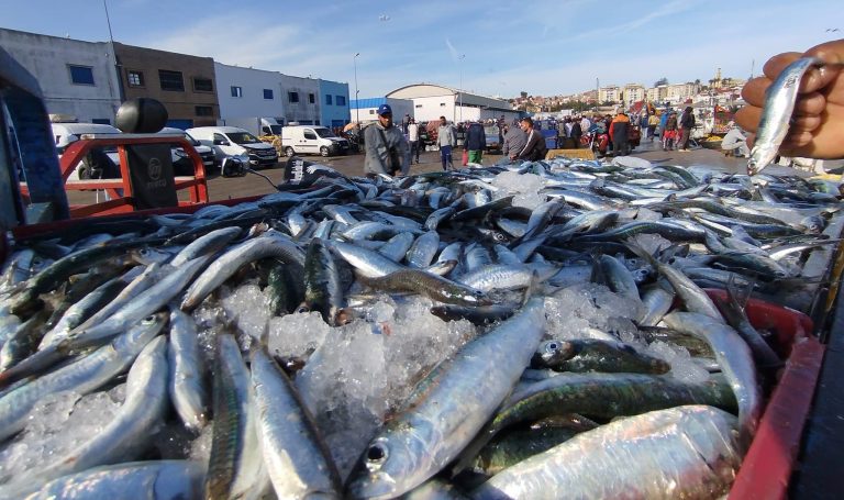 Ministère des Pêches maritimes : Le repos biologique à l'origine de la hausse des prix des sardines