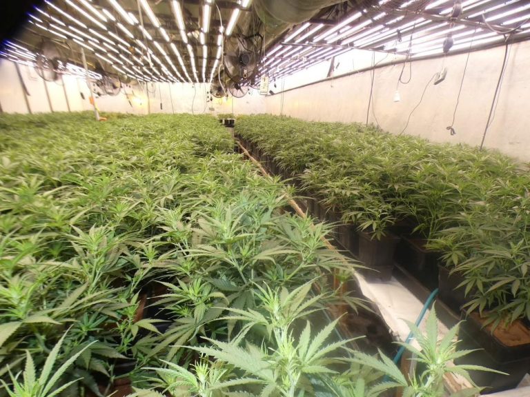 La consommation électrique révèle le pot aux roses… Découverte d'une plantation de drogue secrète en plein cœur