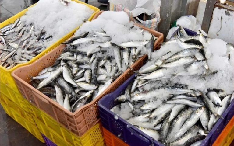 Le retour des sardines sur les tables marocaines… L'abondance des prises de pêche freinera-t-elle l'envolée des prix ?