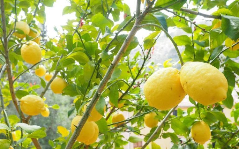 Les inondations menacent la saison des agrumes dans le Gharb et le Loukkos, la fédération recense les pertes des producteurs