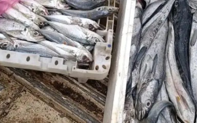 Saisie et destruction de produits alimentaires périmés à Kalaat Es-Sraghna