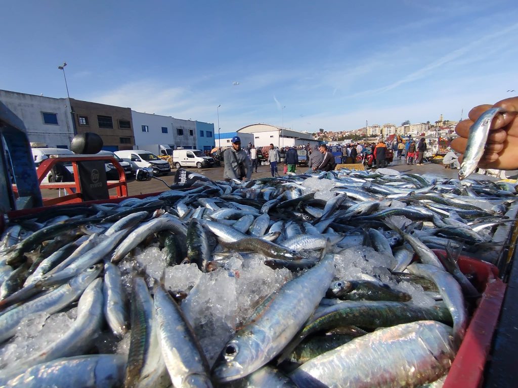 Après les perturbations d'approvisionnement... les sardines reviennent en force sur les marchés et leur prix se stabilise pendant le Ramadan