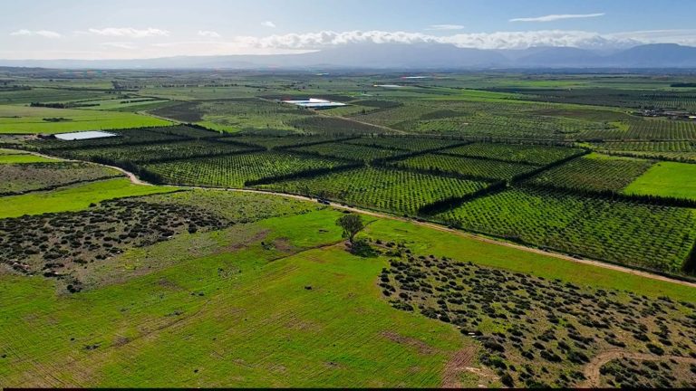 Les pluies bienfaitrices relancent les espoirs d'une production agricole exceptionnelle dans la province de Berkane