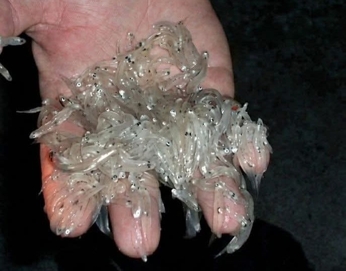 L'augmentation de la pêche illégale sur les côtes d'Al Hoceima menace la richesse halieutique