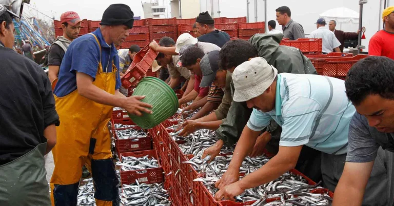 Une semaine après la reprise de la pêche, le port de Laâyoune enregistre une augmentation des débarquements de sardines