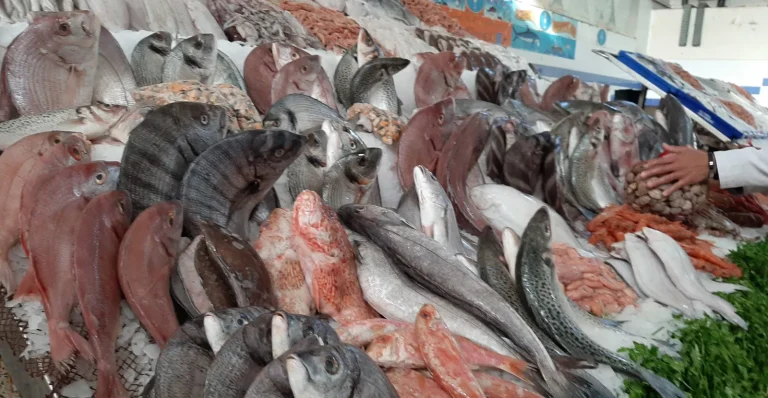Le poisson à prix raisonnable : lancement d'un point de vente de poissons surgelés à Salé Al Jadida