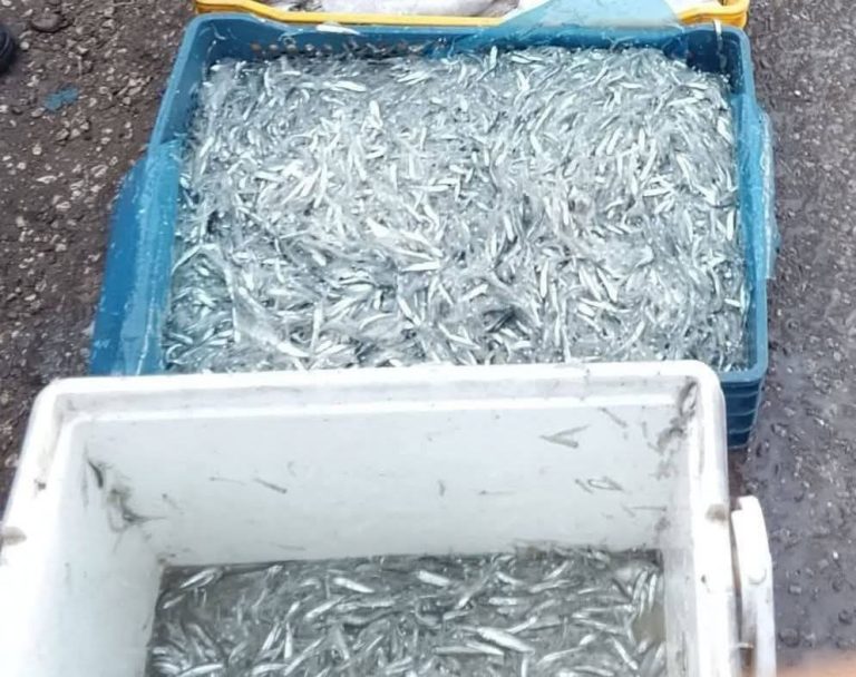 Al Hoceima : La délégation des pêches demande une intervention urgente pour stopper l'épuisement des pêcheries