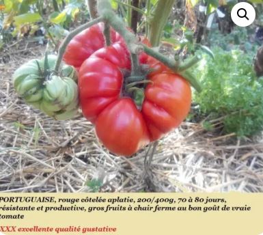 Estacom de l’ICEX analysées par Hortoinfo: le Portugal s’est imposé comme premier fournisseur de tomates en volume, dépassant le Maroc pour la troisième année consécutive