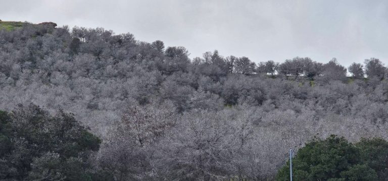 En raison de la sécheresse... Les forêts de la province de Nador menacées de disparition