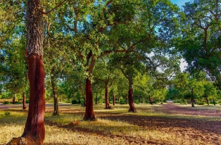 L'Agence Nationale des Eaux et Forêts dément l'abattage d'arbres dans la forêt de la Maâmora