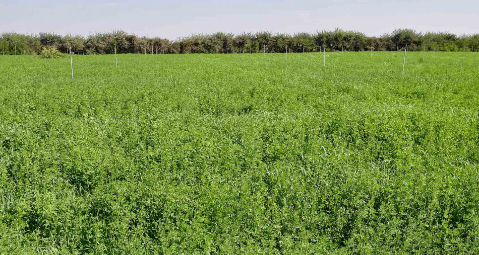 Les pluies d'avril revitalisent les cultures printanières dans plusieurs plaines du Royaume