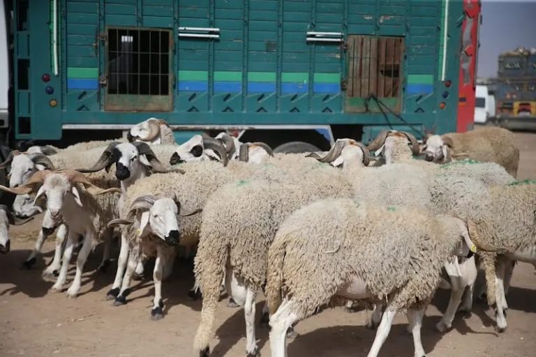 Vol de plus de 100 moutons mobilise la gendarmerie de Saâda à Marrakech