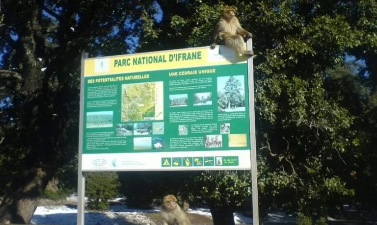 Le parc national d'Ifrane : un projet prometteur suscite des questions sur sa mise en œuvre