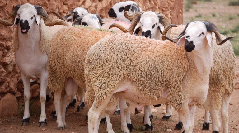 Marché de bétail de Midelt entre l'abondance de l'offre et la réticence des acheteurs