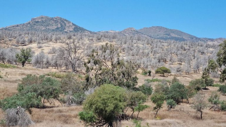 Demandes d'ouverture d'une enquête sur la mort de milliers de pins dans la forêt adjacente à Nador (Photos)