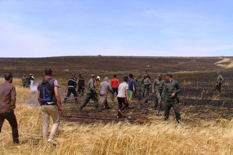 Settat.. 5 incendies distincts ont dévoré plus de 10 hectares de cultures agricoles
