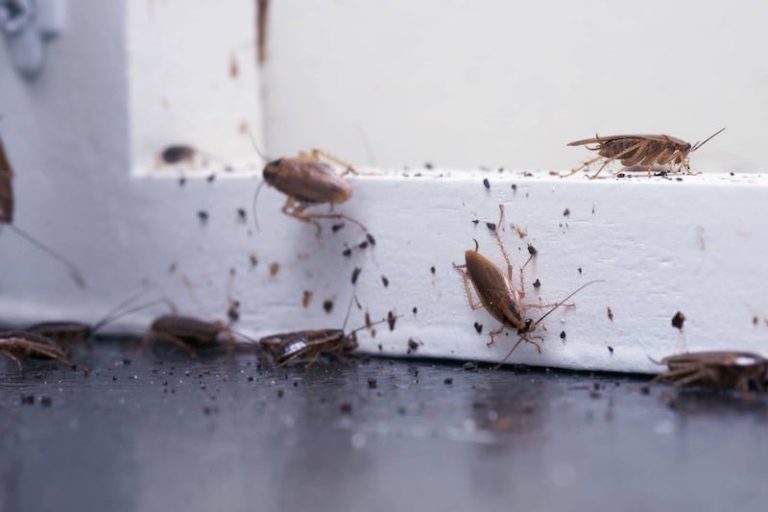Beni Mellal envahie par des insectes étranges, la population en colère et le manque d'intervention rapide révélé