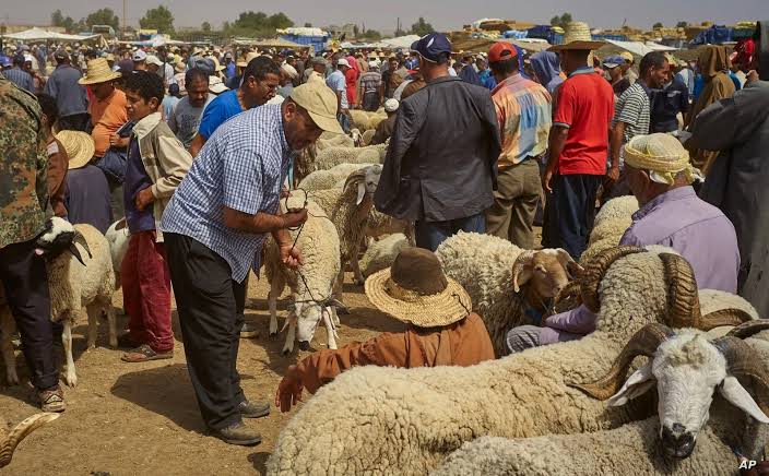 Les autorités de Mohammedia créent un marché temporaire pour les moutons et les chèvres dans la commune de Beni Yakhlef