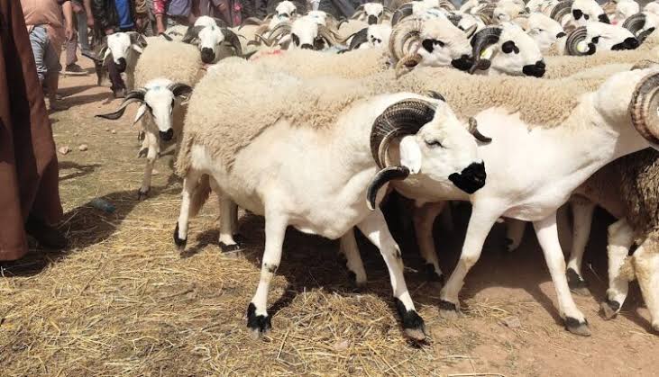 Ministère de l'Agriculture : les moutons et les chèvres destinés à l'Aïd al-Adha estimés à environ 9 millions de têtes