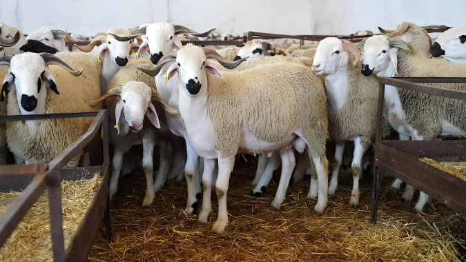 Ministère de l'Agriculture : Le cheptel national ovin et caprin atteint globalement environ 40 millions de têtes